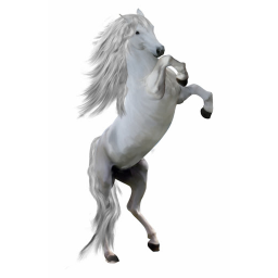 Horse experience