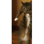 Cat club boiiiiiiiiiiiiiiiiiii