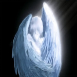 icedlore studios