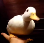 Epic Duck Group E