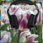 Gaming Tulips