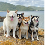 :D Team Animal! :D