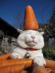 Carrot squad!