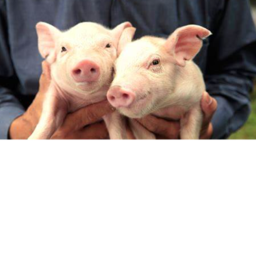 pig  are kinda pigcaft