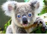 Derp Koalas
