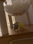 The ramen rats