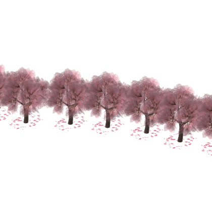 An Row Of Cherry Blossom TreesSakura Tree Pink 