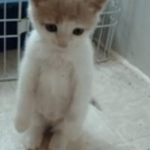 XiaoLinggg