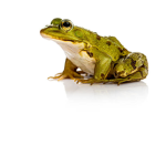 its froggy time