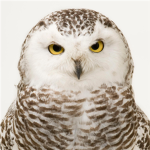 Falconen Nobility