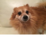 Woof woof woof group