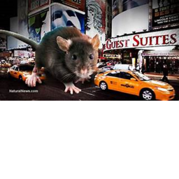 Rat City