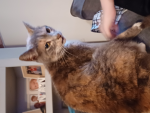 I love Wednesday and adopt me