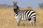 Fire Zebra