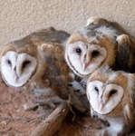 Owl Feathers WCUE