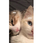 Hanna cat group