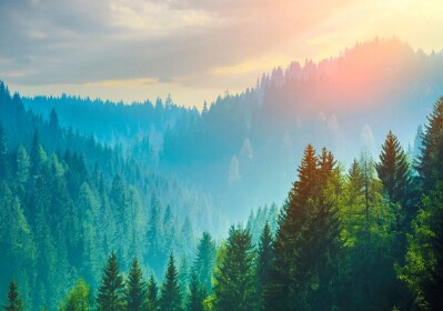         (Update!) Peaceful Forest. RP