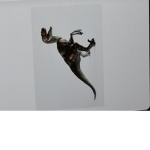 Raptorki raptora