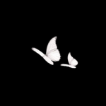 aorrvi