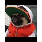 Da pug is da best