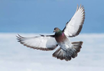 pigeon idk