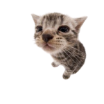 duke's cat shirts