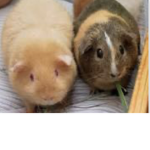 The guinea pigs!!!
