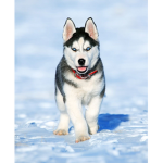 Husky and friends official group
