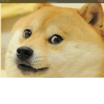 Rest In Peace doggies