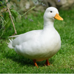 Ducky-Team