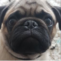 Worship The Pugs!!!
