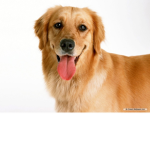 Cooldogs111