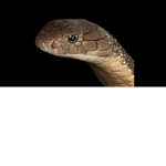 Cobra studious