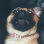 Pugs are awesome