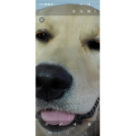 Snoot club