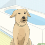 people who like dogs group