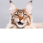 Cats Forever.