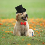 Big Dapper Dogs