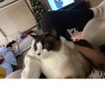 Rj the fat cat