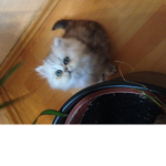 Ich bin ercan und mag ########