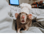 With da rats