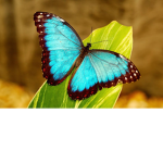 Butterflies for life :3
