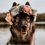Aloha Bea