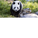 Panda je bambo