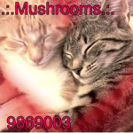 .:.Mushrooms.:.