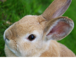 BUNNYS THAT SPLASH