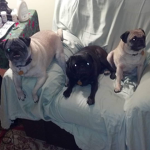 Pugs are so cute and nice