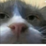 De Coul snoroup Four Coul Pepol