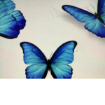 *~Beautiful Butterflies~*