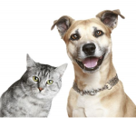 Cats and dog fans